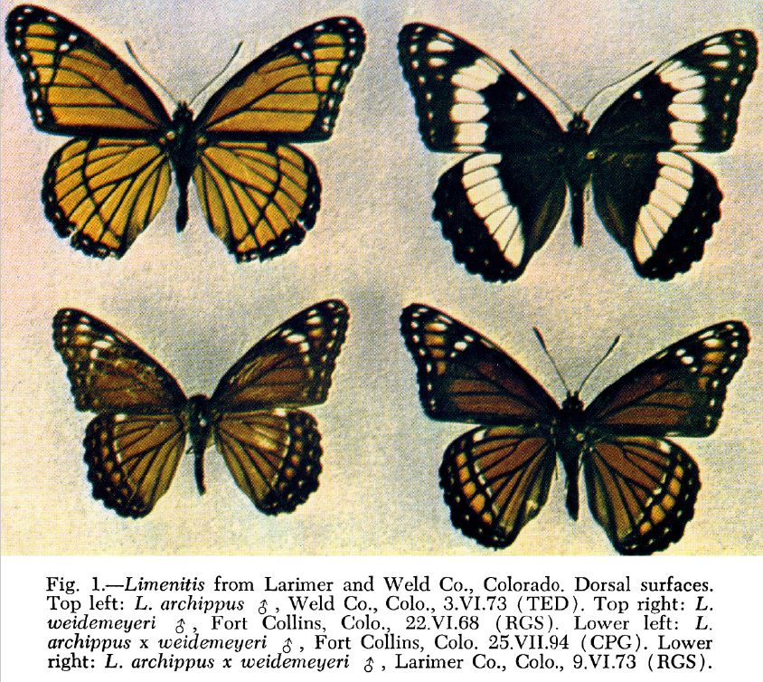 Limenitis arthemis (aberrant hybrid with weidemeyeri, collection) (Internet Image property of respective owner, non-commercial use only)